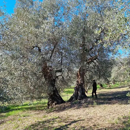 La Piastraia *